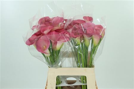 K79334_120503_60_1_34_868_40_H_1-1 Ružová kala Zant Candy Dream Pink s 70 cm stonkou