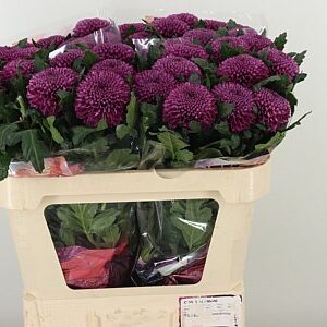 K80056_130277_70_H_1-7 Zelená chryzantéma Green Roxo 70 cm