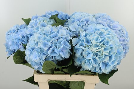 K80059_107787_60_20_34_996_10_H_1-59 Hortenzia M Verena Blue