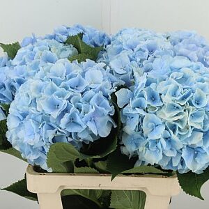 K80059_107787_60_20_34_996_10_H_1-62 Hortenzia M Verena Blue