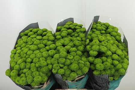Chryzantéma San Rossi Mix