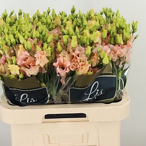 K83007_108166_70_55_23_992_40_H_1-45 Eustoma Falda Apricot 70 cm