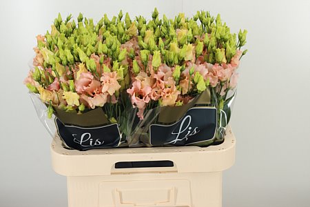 Eustoma Falda Apricot 70 cm