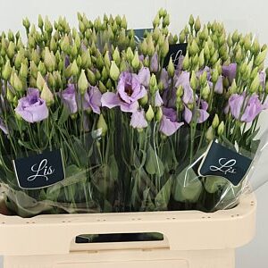 K83007_131613_70_H_1-7 Eustoma Arena Lavender 70 cm