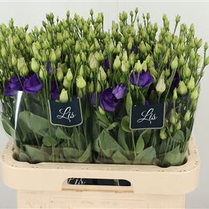 K83007_18291_70_55_23_992_40_H_1-32 Eustoma Rosita Blue 70 cm