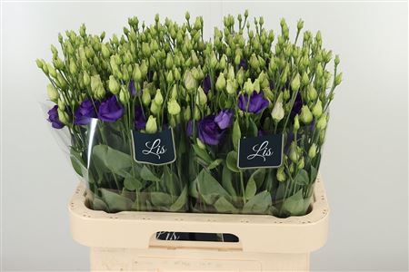 K83007_18291_70_55_23_992_40_H_1-32 Eustoma Rosita Blue 70 cm