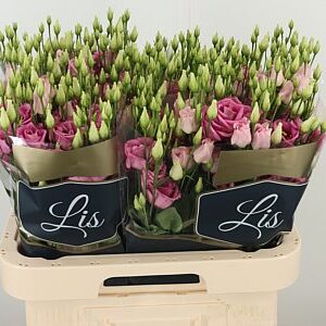 Eustoma Rosita Rose Pink 70 cm