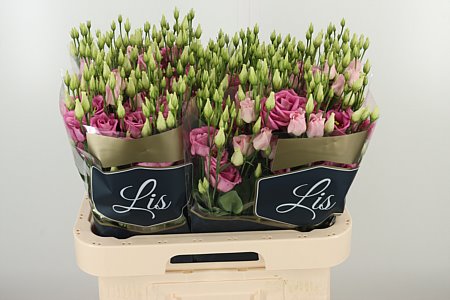 K83007_18293_70_55_23_992_40_H_1-90 Eustoma Rosita Rose Pink 70 cm