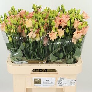 Eust E Falda Apricot