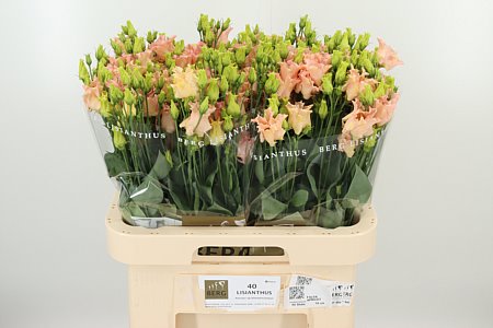 K830_108166_70_55_23_992_40_H_1-86 Eustoma Falda Apricot 70 cm