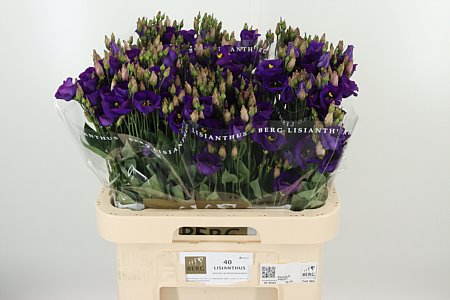 K830_114033_70_55_23_992_40_H_1-82 Fialová Eustoma Piccolo Violet