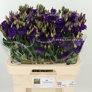 K830_114033_70_55_23_992_40_H_1-85 Fialová Eustoma Piccolo Violet