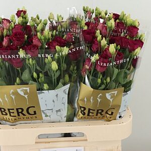 K830_118958_70_55_23_992_40_H_1-4 Eustoma Arosa Red 70 cm
