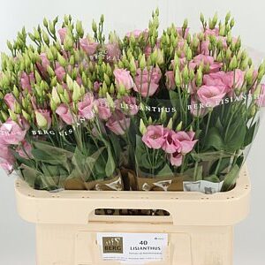 Eustoma E Claire Pale Pink s jemnými pastelovo ružovými kvetmi