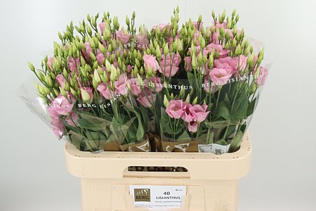 K830_121411_70_55_23_992_40_H_1-9 Eustoma E Claire Pale Pink s jemnými pastelovo ružovými kvetmi