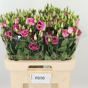 Eustoma Rosita Rose Pink 70 cm