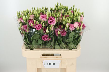 K830_18293_70_55_23_992_40_H_1-13 Eustoma Rosita Rose Pink 70 cm