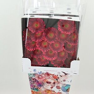 K84800_111642D_50_7_575_80_H_1-8 Gerbera Ge Mi @ Bizar 50 cm
