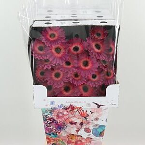 K84800_118406D_50_7_575_80_H_1-8 Gerbera Ge Mi @ Purple Wonder 50 cm