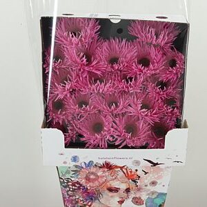 Ge Mi @ Spider Bouquet
