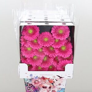 Gerbera Ge Mi @ Bono 50 cm