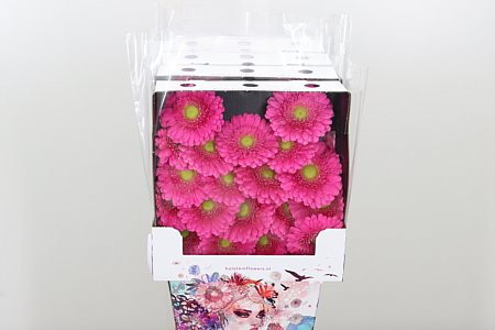 K84800_119691D_50_7_575_80_H_1-7 Gerbera Ge Mi @ Bono 50 cm