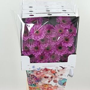 K84800_121547D_50_7_575_80_H_1-8 Gerbera Ge Mi @ Lois 50 cm