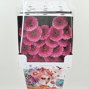 K84800_125681D_50_7_575_80_H_1-9 Gerbera Ge Mi @ Pomponi Janou