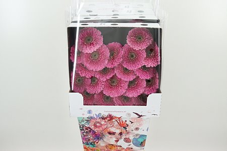 K84800_125681D_50_7_575_80_H_1-9 Gerbera Ge Mi @ Pomponi Janou