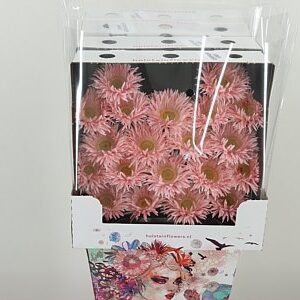 K84800_126239D_50_7_575_80_H_1-5 Gerbera Spider Mix