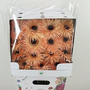 K84800_127502D_50_10_575_45_H_1-5 Gerbera Spider Mix