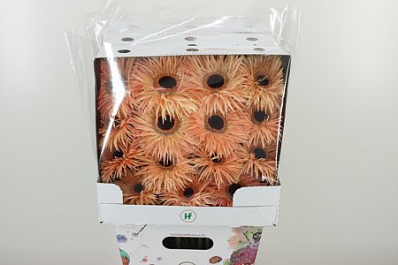 Gerbera Spider Mix