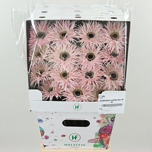 K84800_128931D_50_10_575_45_H_1-3 Gerbera Spider Mix