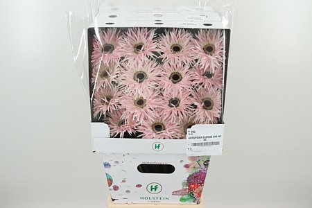 Gerbera Spider Mix