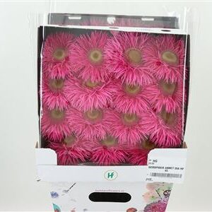 Gerbera Spider Annet ružová v prepravnom balení