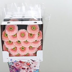 Gerbera Pomponi Belfi 50 cm