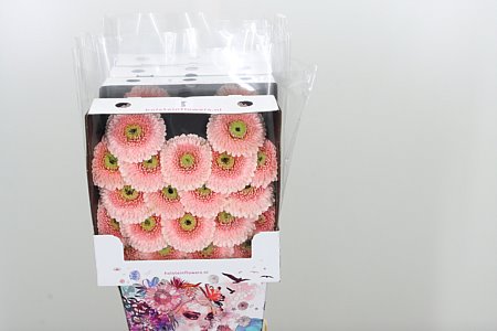 K84800_27848D_50_7_575_80_H_1-8 Gerbera Pomponi Belfi 50 cm