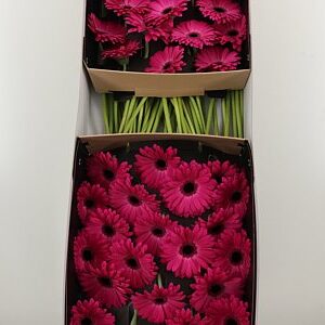 Gerbera 'Rich' 45 cm
