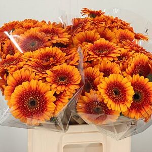 K85474_102508W_50_7_555_80_H_1-2 Gerbera Ge Mi @ Wakita 47 cm