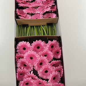 Gerbera veľkokvetá Pre-semmy s jemnými okvetnými lístkami