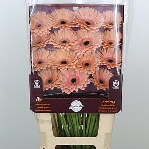 K85474_111753D_45_10_862_45_H_1-19 Gerbera Aqua Alliance 50 cm