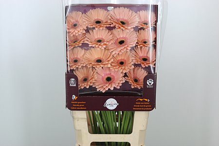 K85474_111753D_45_10_862_45_H_1-19 Gerbera Aqua Alliance 50 cm