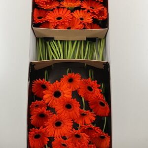 K85474_111757BOX_45_10_612_50_H_1-6 Sýto ružová gerbera Applause s plnými okvetnými lístkami