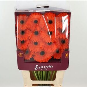 Sýto ružová gerbera Applause s plnými okvetnými lístkami