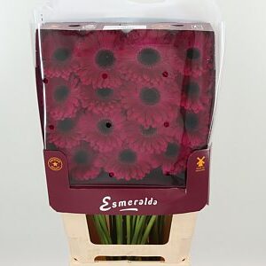 Gerbera Aladin s plnou hlávkou a výraznými okvetnými lístkami