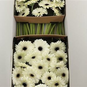 K85474_114716BOX_45_10_612_50_H_1-8 Biela gerbera Aqua White House