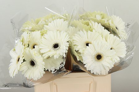 K85474_114716W_50_10_555_40_H_1-4 Biela gerbera Aqua White House