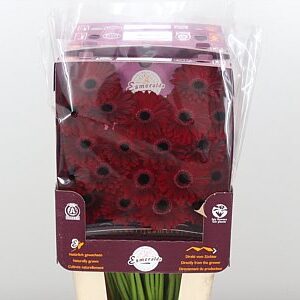 K85474_115218D_45_7_862_80_H_1-10 Gerbera Ge Mi @ Black Tie s tmavými okvetnými lístkami