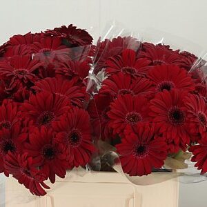 K85474_115218W_50_7_555_80_H_1-8 Gerbera Ge Mi @ Black Tie s tmavými okvetnými lístkami
