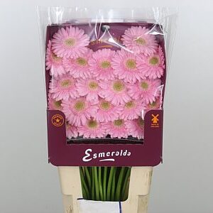 Gerbera Ge Mi @ Babble